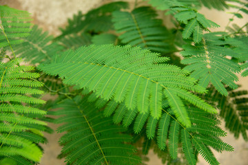 Fern Leaves