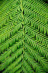 Fern Leaves