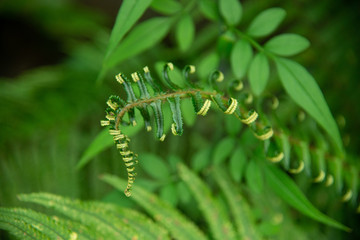 Fern Leaves