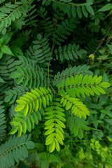Fern Leaves