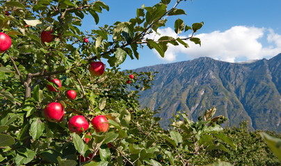 Russia. South Of Western Siberia, Altai Mountains. One of the attractions of lake Teletskoye and the Altai reserve are gardens of fruit trees.