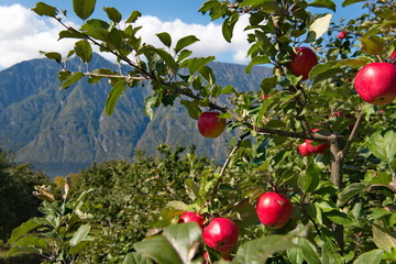Russia. South Of Western Siberia, Altai Mountains. One of the attractions of lake Teletskoye and the Altai reserve are gardens of fruit trees.