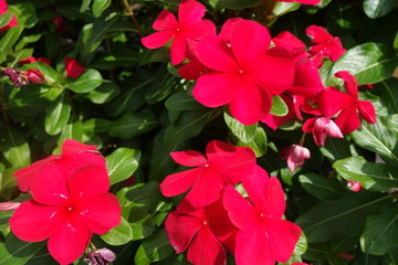 晴れた日の赤い日々草の花