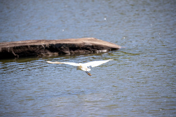Naklejka premium Great Egret Flying Low