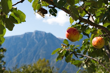 Russia. South Of Western Siberia, Altai Mountains. One of the attractions of lake Teletskoye and the Altai reserve are gardens of fruit trees.