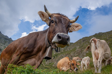 Obraz na płótnie Canvas cow in the pasture
