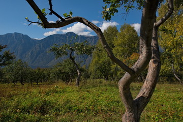 Russia. South Of Western Siberia, Altai Mountains. One of the attractions of lake Teletskoye and the Altai reserve are gardens of fruit trees.