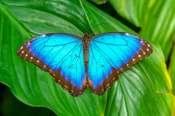 Naklejka premium Blue Morpho, Morpho peleides, big butterfly sitting on green leaves, beautiful insect in the nature habitat