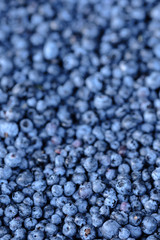 Ripe and juicy fresh picked blueberries closeup