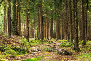 Beautiful Forest of Spruce Trees