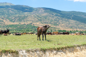 Fototapeta na wymiar Young water buffalo looking and cows in background, Lake Eber, Turkey
