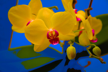 Fototapeta premium yellow orchid on blue background