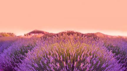 Obraz premium Lavender field in the sunset, background, texture.