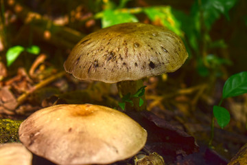  Naturally occurring mushrooms In forests with high humidity And mushrooms can also be used as food
