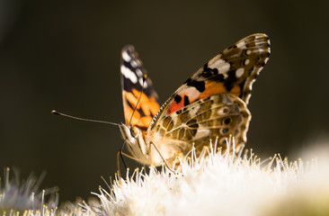 Distelfalter Schmetterling