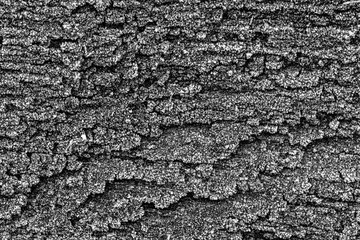 texture of an old oak board covered with hoarfrost, black and white photo