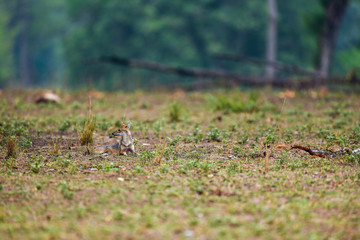 Naklejka na ściany i meble Nature Painting or scenery by Indian jackal (Canis aureus indicus) or Himalayan jackal or Golden jackal in early morning blue hours at forest of central india kanha national park, madhya pradesh
