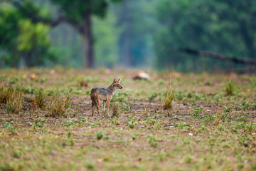 Nature Painting or scenery by Indian jackal (Canis aureus indicus) or Himalayan jackal or Golden jackal in early morning blue hours at forest of central india kanha national park, madhya pradesh