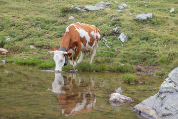 Fototapeta na wymiar cow in the pasture