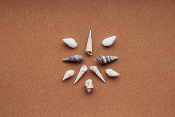 sea shells with sand as background beach