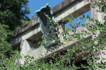 Obraz premium 京都、梨木神社の鳥居の前に咲く萩の花です