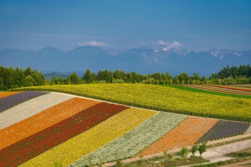The panoramic flower gardens of Shikisai-no-oka provide spectacular views across fifteen hectares of land on Biei  city 