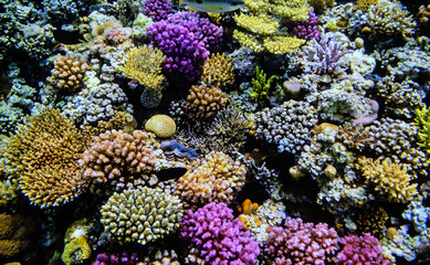 Naklejka na ściany i meble Colorful coral reef with exotic fishes of the Red Sea. Egypt.