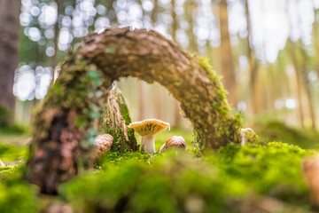 Mushroom framed by a wood on mossy green meadow.