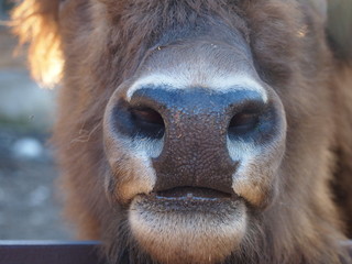 bison face © snowflake26