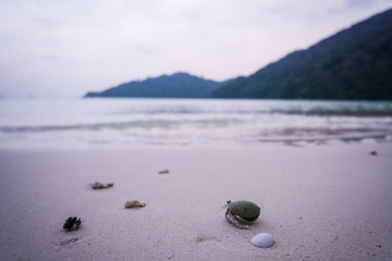 Hermit crab walking on the beach