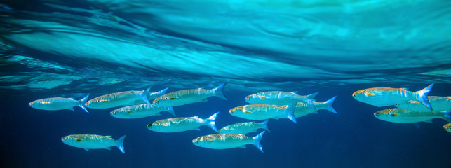 Colorful coral reef with exotic fishes of the Red Sea. Egypt.