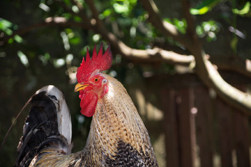 Portrait of the head of a free rooster in nature, under the shade of trees. Right copyspace.