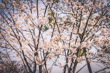 Sakura cherry blossoms blossoming at Prince Bay Park in Hangzhou, China