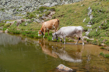 cow in the pasture