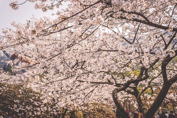 Sakura cherry blossoms blossoming at Prince Bay Park in Hangzhou, China