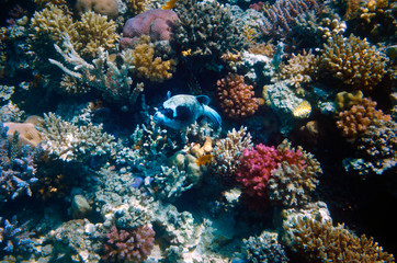 Plakat Colorful coral reef with exotic fishes of the Red Sea. Egypt.
