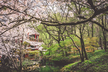 Sakura cherry blossoms blossoming at Prince Bay Park in Hangzhou, China © photographyj