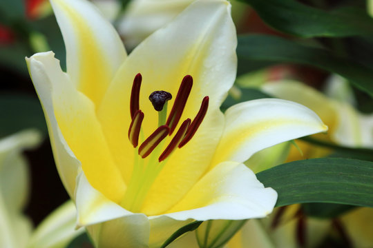 Blooming White Lily