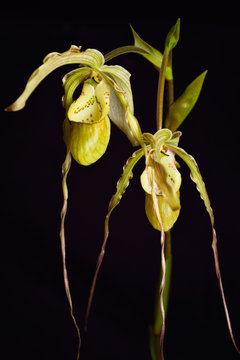 Long petal Phragmipedium Grande Fireworks Lady's Slipper orchid flower hybrid