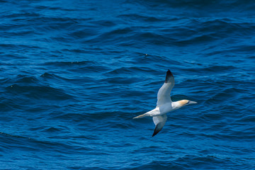 Gannet flying low over dark blue, wavy sea surface.Wildlife image with copy space.Beautiful seabird in flight.Marine life conservation.