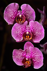 Pink spotted Phalaenopsis Leopard Prince Red Fission Moth orchid flower hybrid