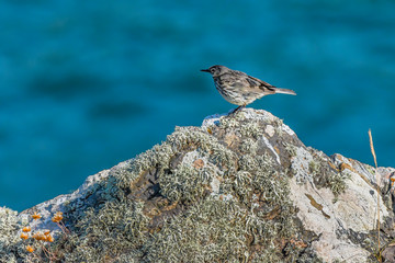Meadow pipit perched on rock