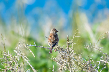 Skylark perching on dry twig.