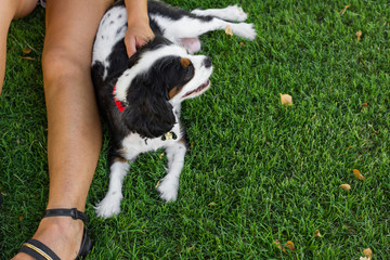 dog and girl friendship picture laying on a green grass background meadow top view foreshortening with empty copy space for text 