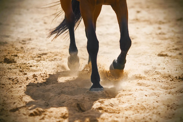 The graceful legs of a Bay horse galloping across the sand, kicking up dust in the warm sunlight.