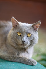 Gray street cat on a bench 2