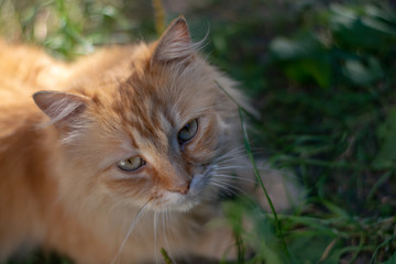 Red sad cat walking on green grass 1