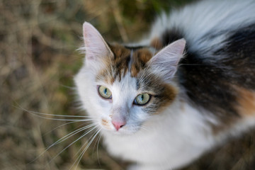 White spotted cat looking at the camera 1