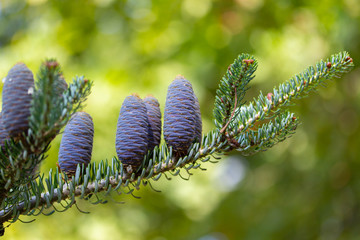 Blue cones on a fir branch. Alpine abies lasiocarpa Evergreen coniferous tree with needles and...