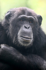 Chimpanzee animal close up